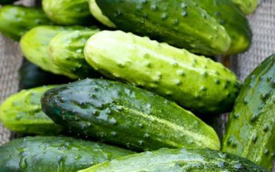 I medici rivelano che mangiare cetrioli nelle insalate provoca…
