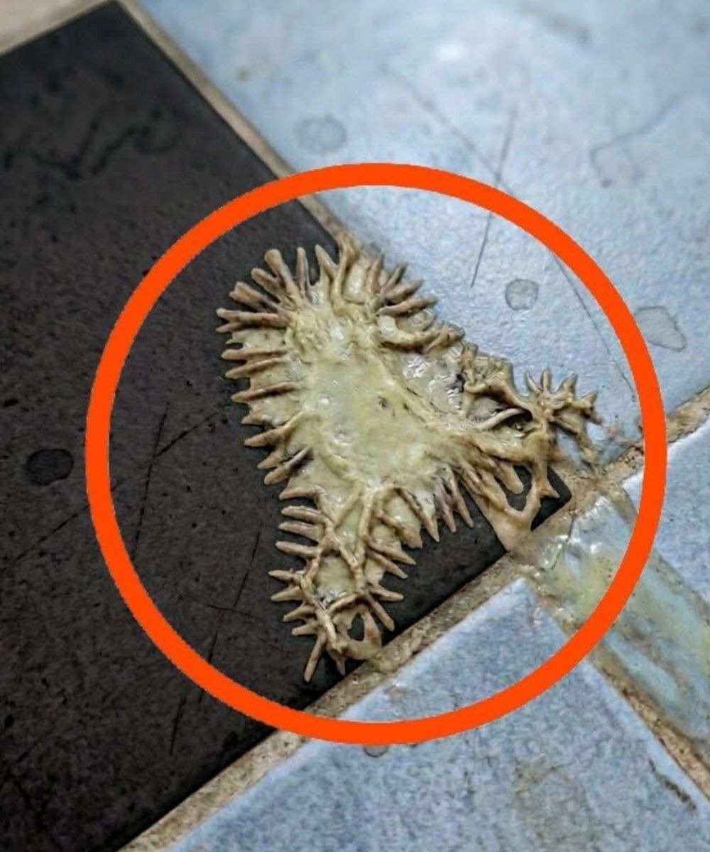 Lo strano mistero del bagno