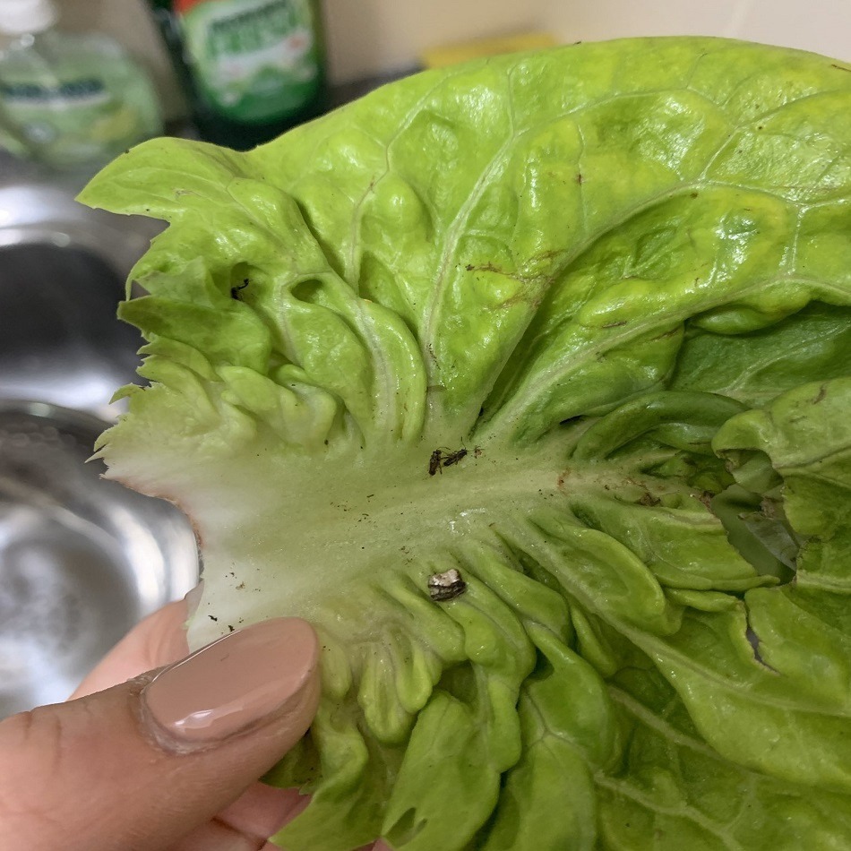 Compra un’insalata all’Aldi e fa una scoperta orribile: “tracce di…”