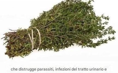 L’ERBA PIÙ POTENTE CHE DISTRUGGE I PARASSITI, LE INFEZIONI DELLE VIE URINARIE E DELLA VESCICA, L’HERPES E I VIRUS DELL’INFLUENZA