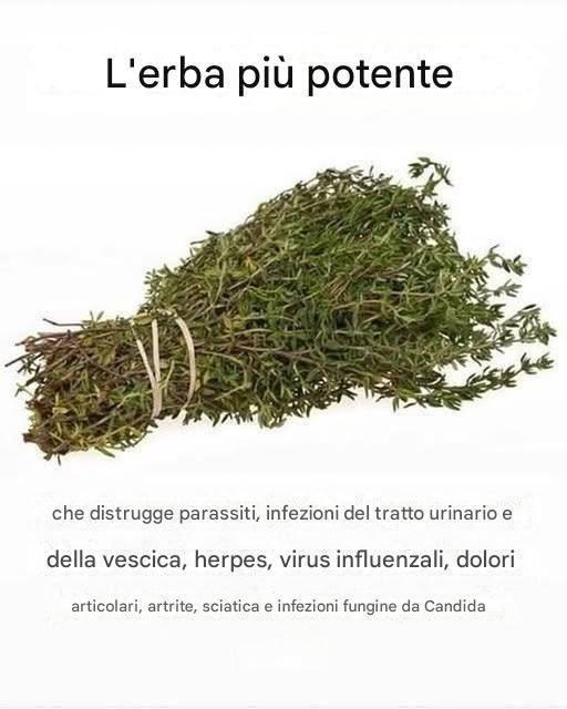 L’ERBA PIÙ POTENTE CHE DISTRUGGE I PARASSITI, LE INFEZIONI DELLE VIE URINARIE E DELLA VESCICA, L’HERPES E I VIRUS DELL’INFLUENZA