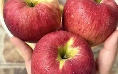 I medici rivelano che mangiare una mela ogni sera provoca…
