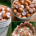Bollire i gusci d’uovo può aiutare a combattere le malattie? Qual è la verità?