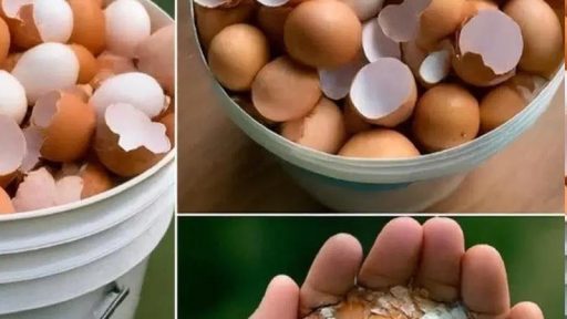 Bollire i gusci d’uovo può aiutare a combattere le malattie? Qual è la verità?