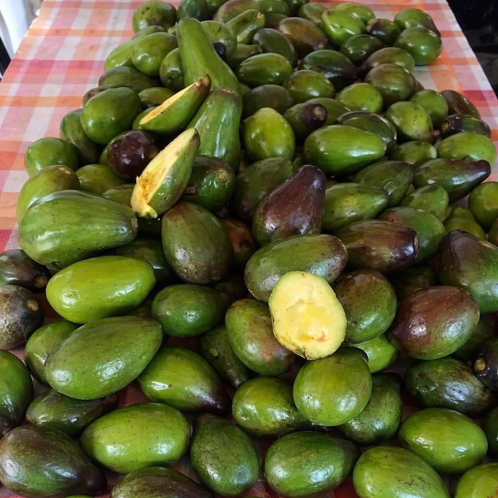Tutto ciò che deriva dal mangiare avocado