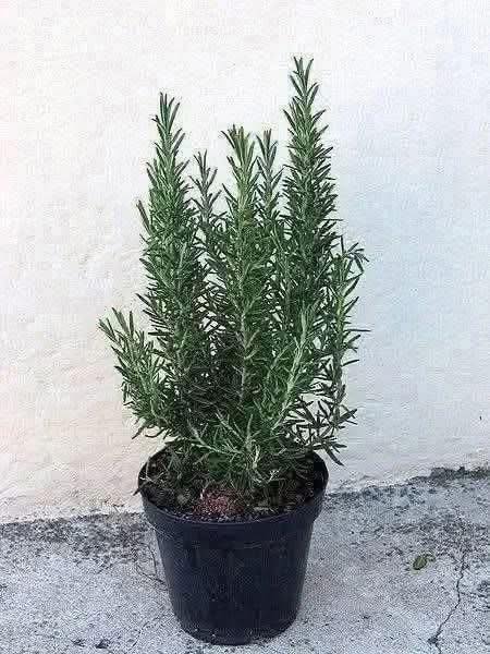 QUESTE SONO LE PROPRIETÀ E I BENEFICI DEL ROSMARINO
