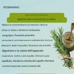 Il rosmarino e i suoi benefici per la salute