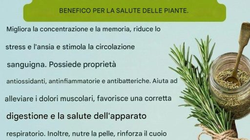 Il rosmarino e i suoi benefici per la salute