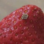 Ho messo a bagno le mie bacche in acqua salata e ho visto uscire queste piccole cose bianche e guizzante.