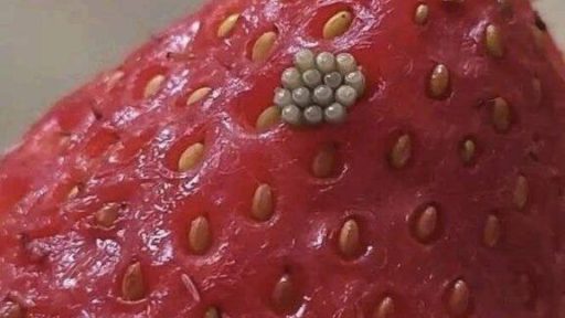 Ho messo a bagno le mie bacche in acqua salata e ho visto uscire queste piccole cose bianche e guizzante.
