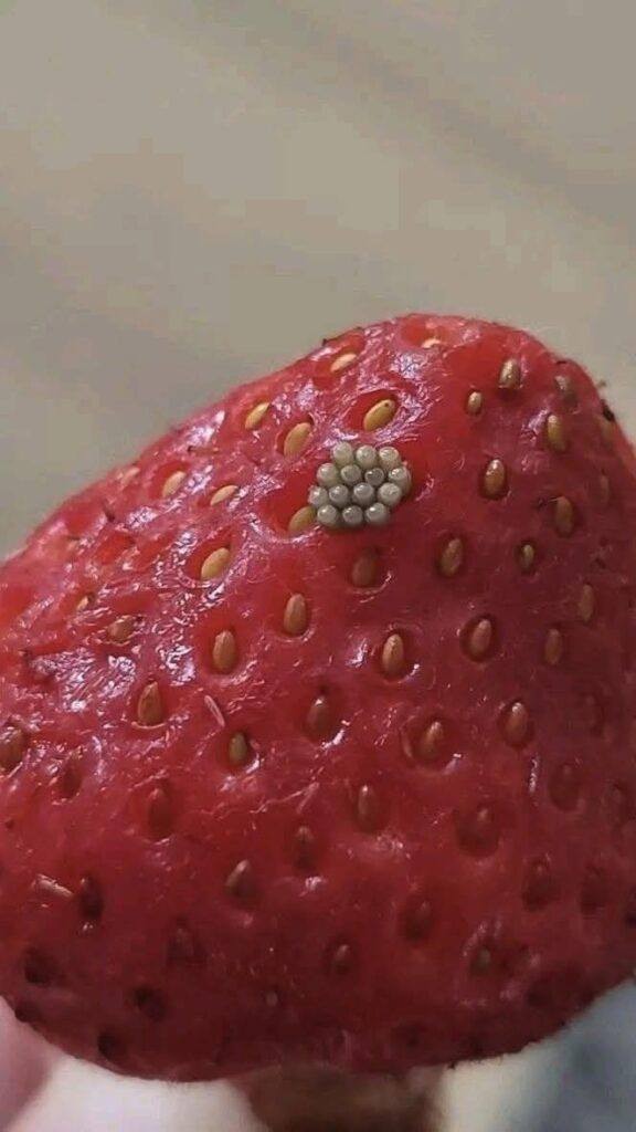 Ho messo a bagno le mie bacche in acqua salata e ho visto uscire queste piccole cose bianche e guizzante.