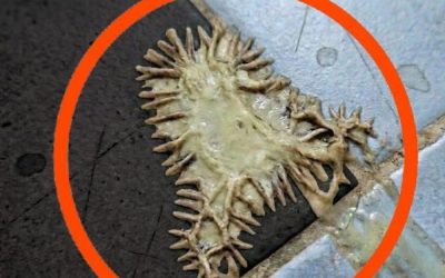Era lì, sulle fredde piastrelle del bagno, completamente fuori posto: silenzioso, strano e leggermente inquietante.