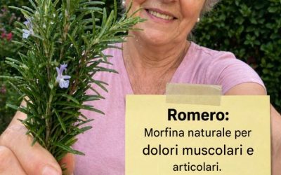 Romero: un aliado natural para el bienestar diario (con usos tradicionales y recetas prácticas)