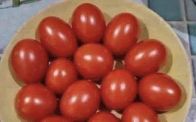Prova visiva! Contate i pomodori, 12 o 13?