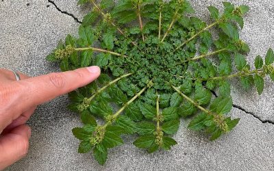 Una sola foglia di questa pianta vale una miniera d’oro! 🤔🤯… Vedi altro