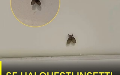 La mosca del bagno che compare in molte case e cosa potrebbe indicarne la presenza