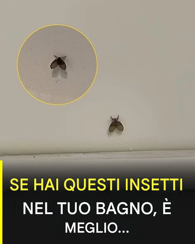 La mosca del bagno che compare in molte case e cosa potrebbe indicarne la presenza