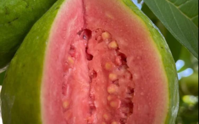 I medici rivelano che il tè di foglie di guava provoca…
