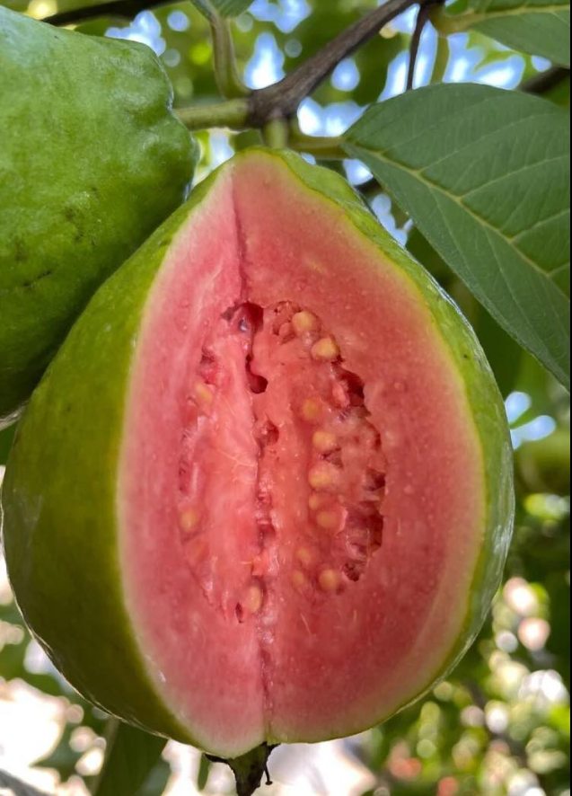 I medici rivelano che il tè di foglie di guava provoca…