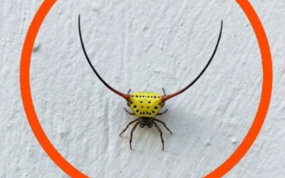 Ieri sera sono andato in garage, ho acceso la luce e ho visto questo sul muro. Sono un adulto, ma onestamente mi ha spaventato molto. Più tardi, quando la paura si è attenuata, l’ho guardato più attentamente e ho cercato di capire di cosa si trattasse, ma non ci sono riuscito. Qualcuno sa cos’è? La risposta è nel primo commento.