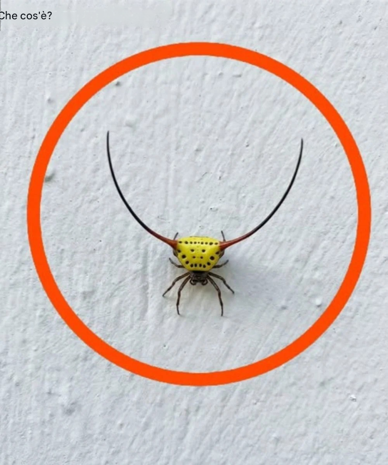 Ieri sera sono andato in garage, ho acceso la luce e ho visto questo sul muro. Sono un adulto, ma onestamente mi ha spaventato molto. Più tardi, quando la paura si è attenuata, l’ho guardato più attentamente e ho cercato di capire di cosa si trattasse, ma non ci sono riuscito. Qualcuno sa cos’è? La risposta è nel primo commento.