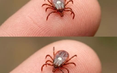 Cosa fare se trovi una zecca della stella solitaria sulla pelle: una guida passo passo. Una zecca sulla pelle può sembrare allarmante, soprattutto se si tratta di specie più aggressive. Tuttavia, di solito bastano pochi semplici e rapidi accorgimenti per limitare i rischi e agire con calma per proteggere la tua salute e quella dei tuoi cari.  Trovare una zecca attaccata alla pelle può scatenare immediatamente un’ondata di ansia, soprattutto quando si sente parlare di alcune specie più aggressive. Tuttavia, nella maggior parte dei casi, una reazione rapida e semplici accorgimenti sono sufficienti per limitare i rischi. Dall’identificazione e rimozione sicura all’osservazione nei giorni successivi, esiste un metodo preciso per agire con calma e proteggere la tua salute e quella della tua famiglia.  Non perderti il ​​resto! Clicca su Avanti qui sotto per continuare a leggere.