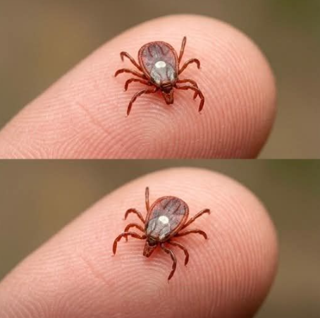 Cosa fare se trovi una zecca della stella solitaria sulla pelle: una guida passo passo. Una zecca sulla pelle può sembrare allarmante, soprattutto se si tratta di specie più aggressive. Tuttavia, di solito bastano pochi semplici e rapidi accorgimenti per limitare i rischi e agire con calma per proteggere la tua salute e quella dei tuoi cari.  Trovare una zecca attaccata alla pelle può scatenare immediatamente un’ondata di ansia, soprattutto quando si sente parlare di alcune specie più aggressive. Tuttavia, nella maggior parte dei casi, una reazione rapida e semplici accorgimenti sono sufficienti per limitare i rischi. Dall’identificazione e rimozione sicura all’osservazione nei giorni successivi, esiste un metodo preciso per agire con calma e proteggere la tua salute e quella della tua famiglia.  Non perderti il ​​resto! Clicca su Avanti qui sotto per continuare a leggere.