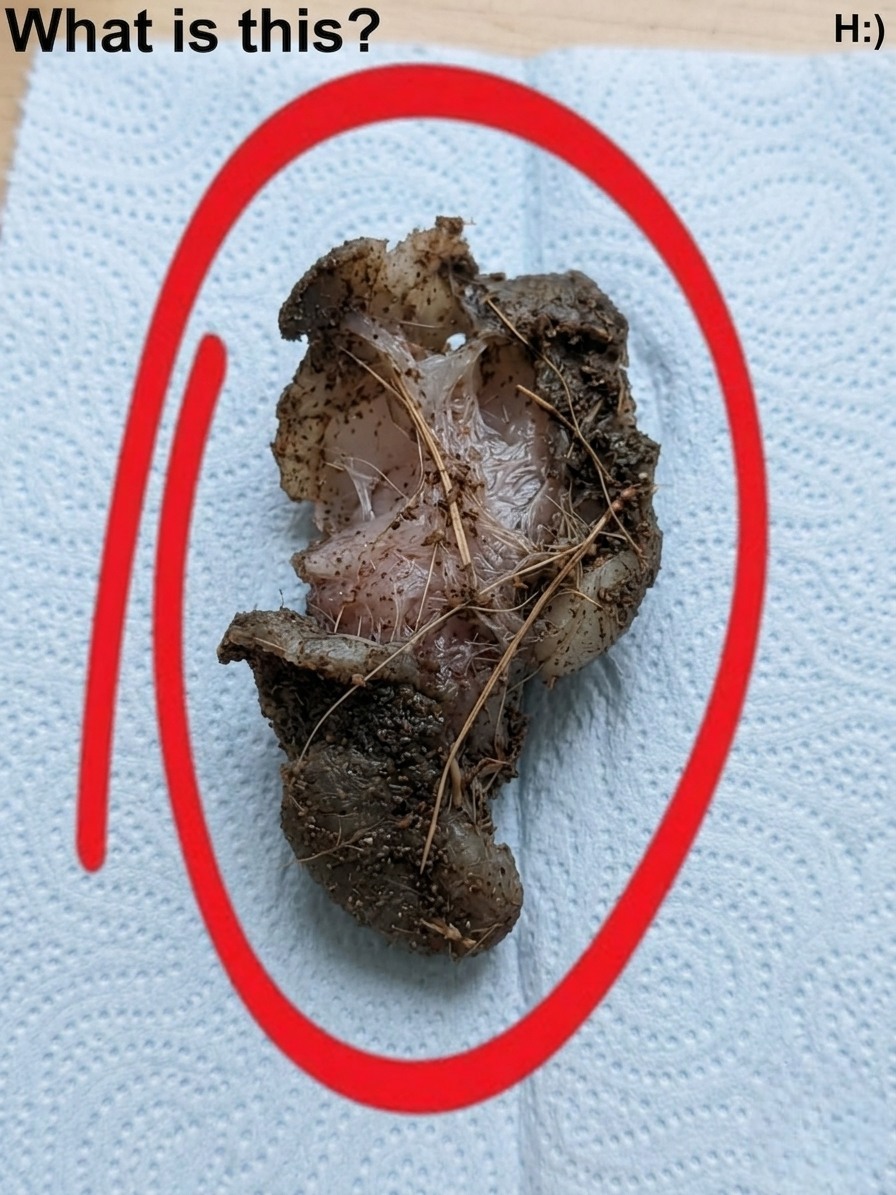 Ho trovato questo nascosto sotto l’armadio nella stanza della mia ragazza, e la scoperta inaspettata mi ha lasciato curioso, confuso e chiedendomi cosa ci facesse lì, mentre mi ponevo domande sul fatto che fosse qualcosa di innocuo, dimenticato, segreto o collegato a una parte della sua vita che non conoscevo prima nella nostra relazione.