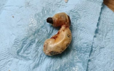 L’ho trovato nella stanza di mio figlio mentre pulivo — la storia di una bambina, un barattolo di terra e un miracolo