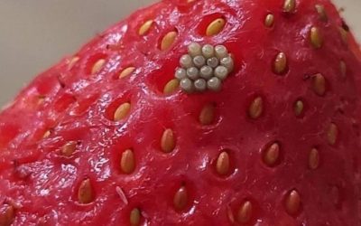 Cose bianche che si muovono sulle bacche dopo un bagno in acqua salata — dovresti buttarle via