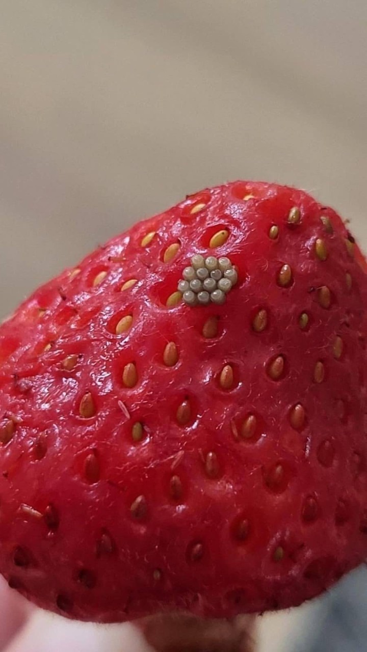 Cose bianche che si muovono sulle bacche dopo un bagno in acqua salata — dovresti buttarle via