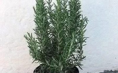 Rosmarino, un’erba aromatica con ben 12 usi sorprendenti!