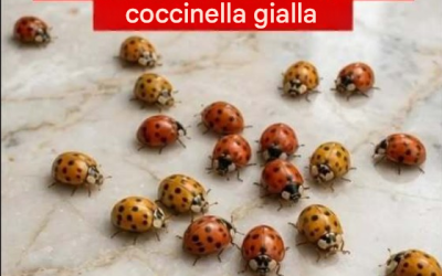 Perché le coccinelle gialle compaiono nei giardini e cosa possono rivelarti sulle tue piante
