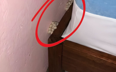 Sono tornato a casa esausto aspettandomi una notte tranquilla, ma qualcosa non mi convinceva.