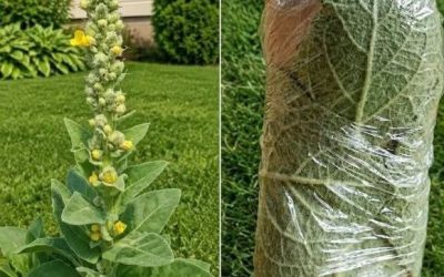 Una pianta che cresce in molti giardini ed è stata utilizzata dall’uomo per generazioni.